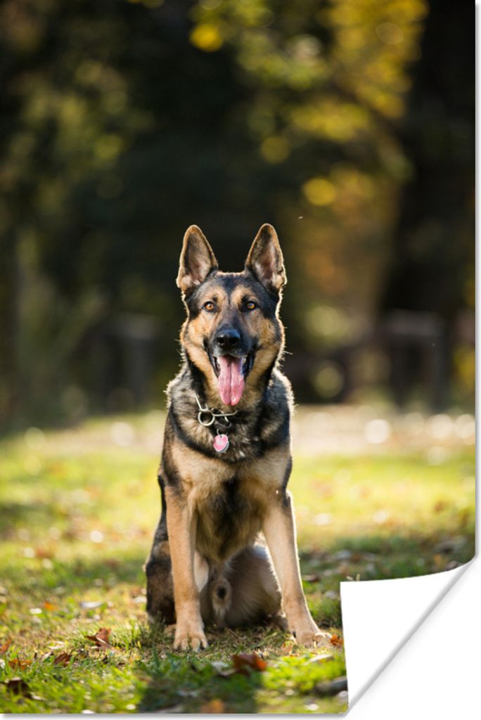 MuchoWow Poster Ein Deutscher Schäferhund sitzt im grünen Gras 20x30 cm - Papierdruck
