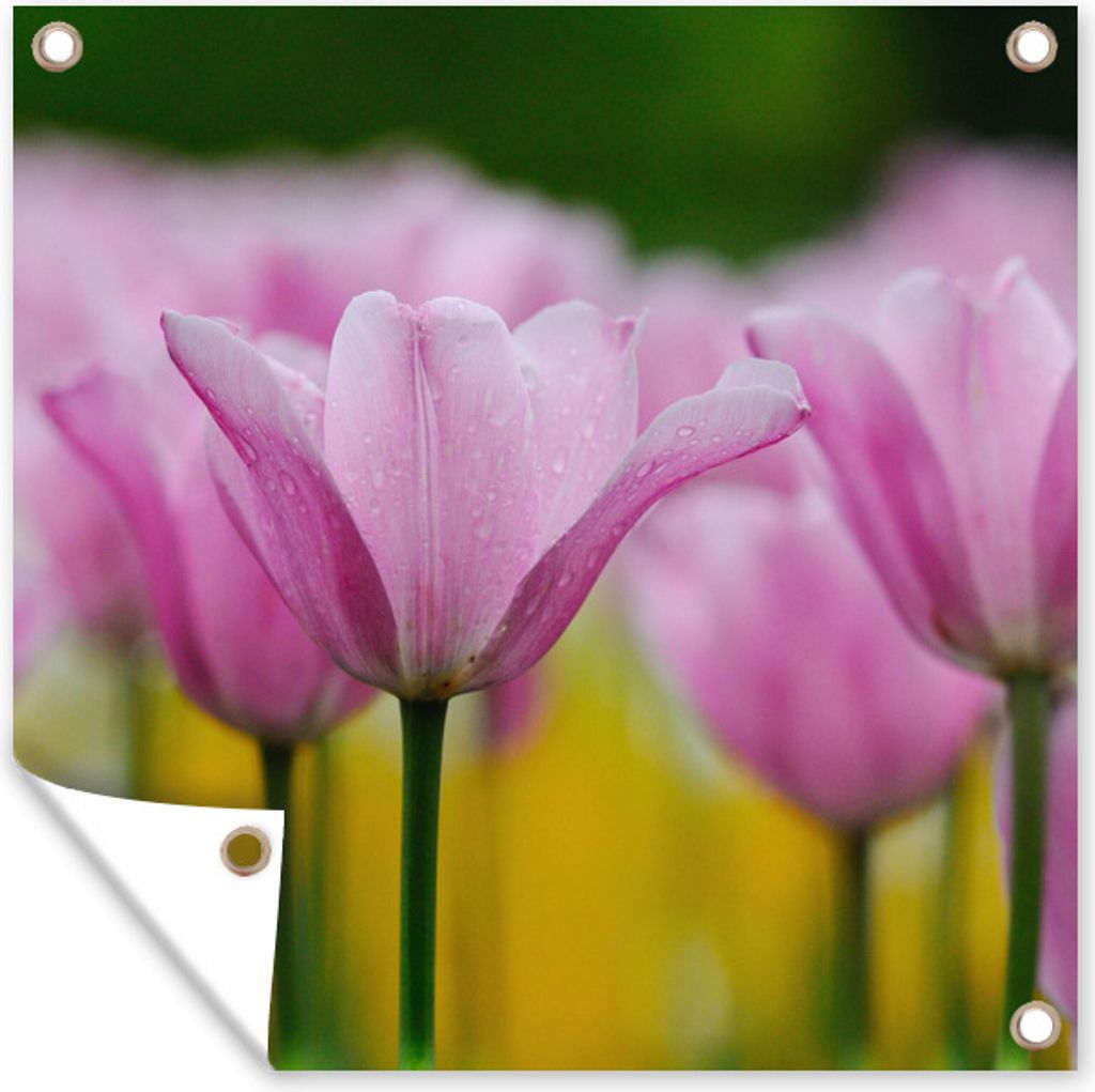 MuchoWow 50x50 cm Outdoor-Poster Gartendeko Sichtschutz Garten Poster für den Garten Blumen - Tulpen - Rosa
