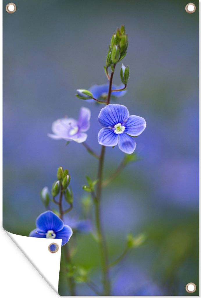 MuchoWow 40x60 cm Outdoor-Poster Gartendeko Sichtschutz Garten Poster für den Garten Lila Blüten des hohen Brunnenkopfs mit unscharfem Hinterg...
