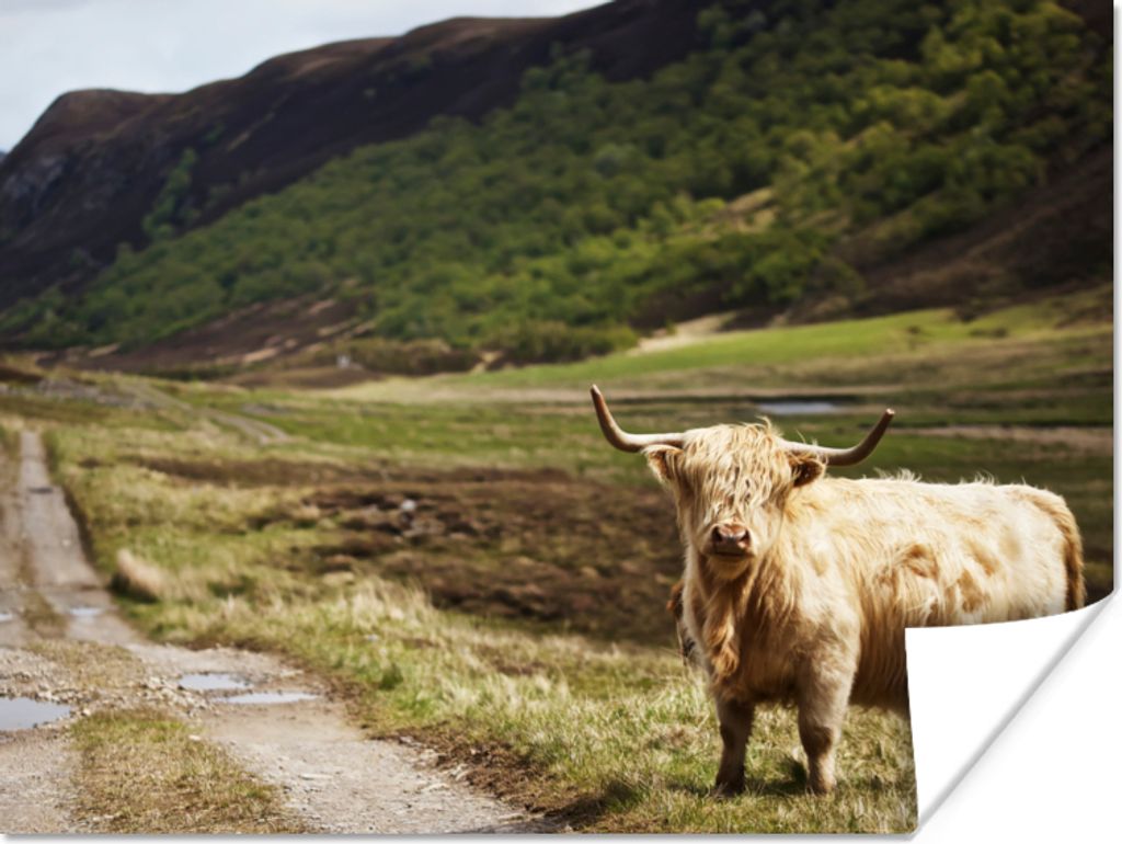 MuchoWow Poster Schottische Highlander - Pfad - Wald 80x60 cm - Kunst für zu Hause