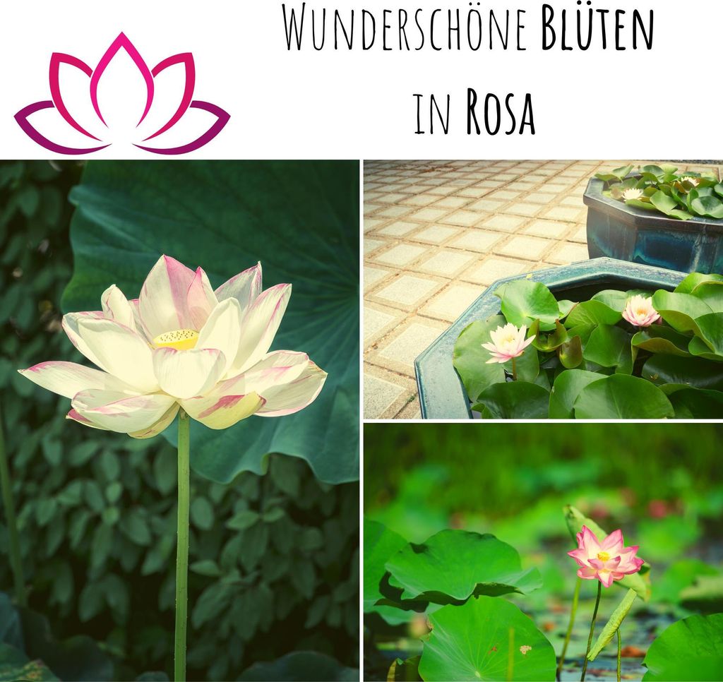 Lotus Samen winterhart (Nelumbo nucifera) - Indische Produktbild 3