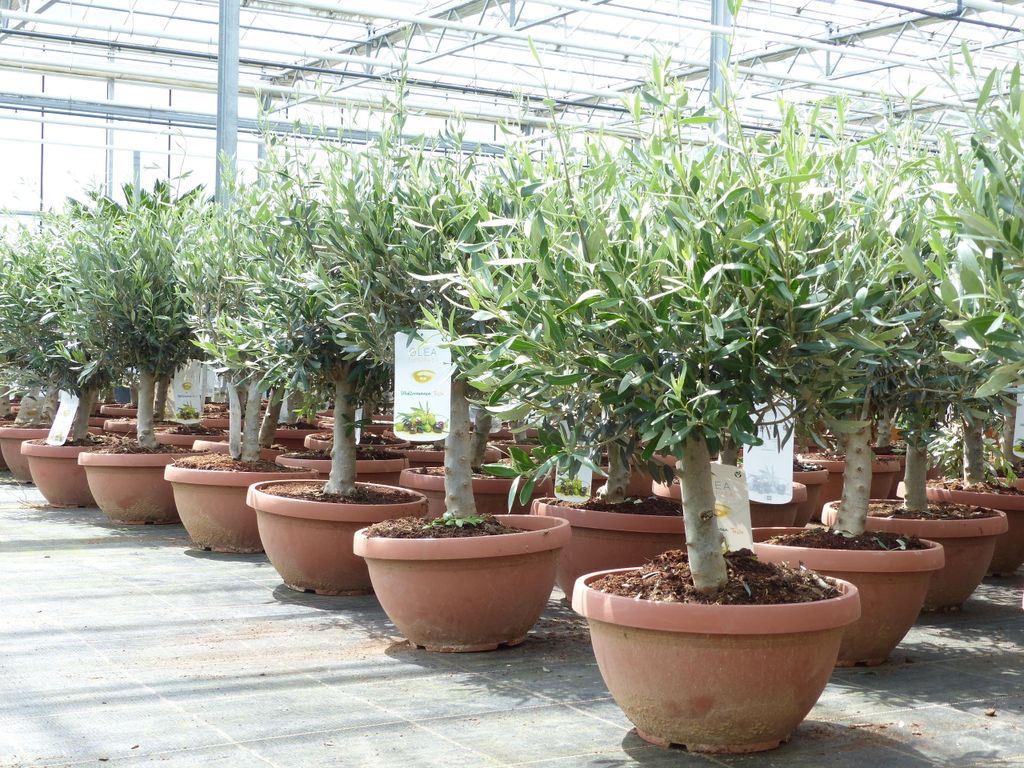 Olivenbaum Bonsai 70 - 90 cm Formgehölz, Olive winterhart, Produktbild 