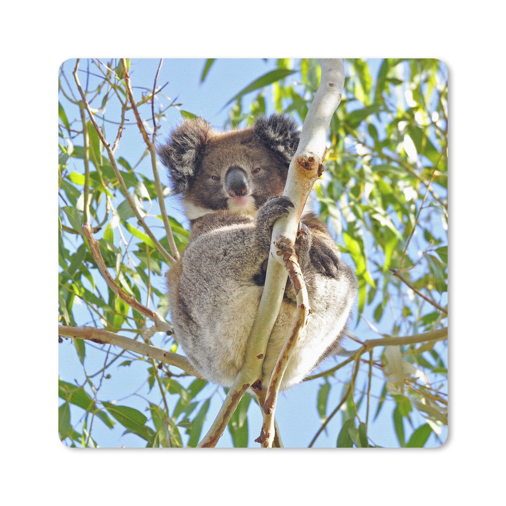 MuchoWow Mauspad Mousepad Koala - Luft - Kinder - Jungen - Mädchen 20x20 cm - Mousepads - Maus Mat - Pad - Mausunterlage - Desk Mat - Bureauarti...