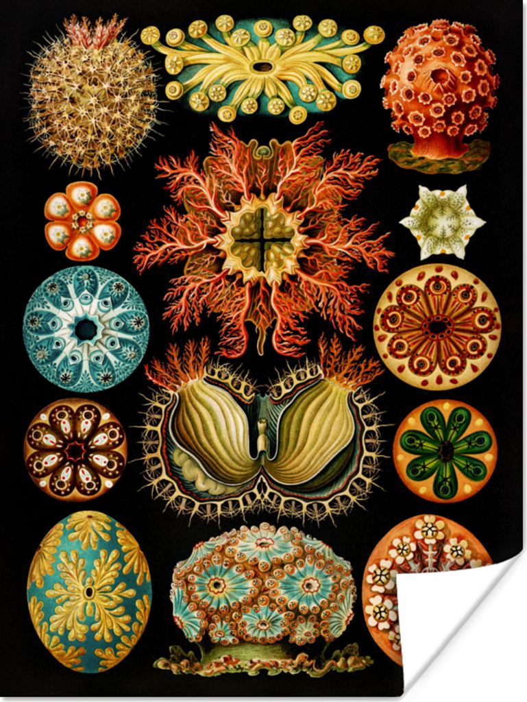 MuchoWow Poster Vintage - Ernst Haeckel - Meerestier - Natur - Meer - Kunst 90x120 cm - Wohnzimmer