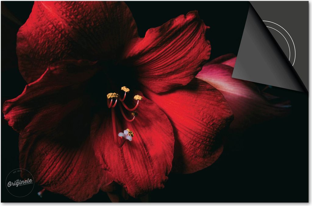 Induktionsschutz 59x52 - abdeckplatte Induktion matt- Dietrix Kochfeldschutz- Exklusive - Blumen und Pflanzen - Orchidee Rot