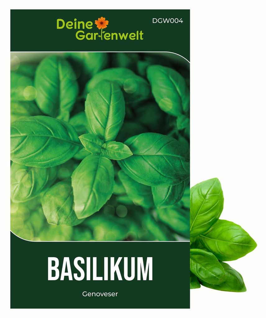 Basilikum Genoveser Samen - Ocimum basilicum - Produktbild 