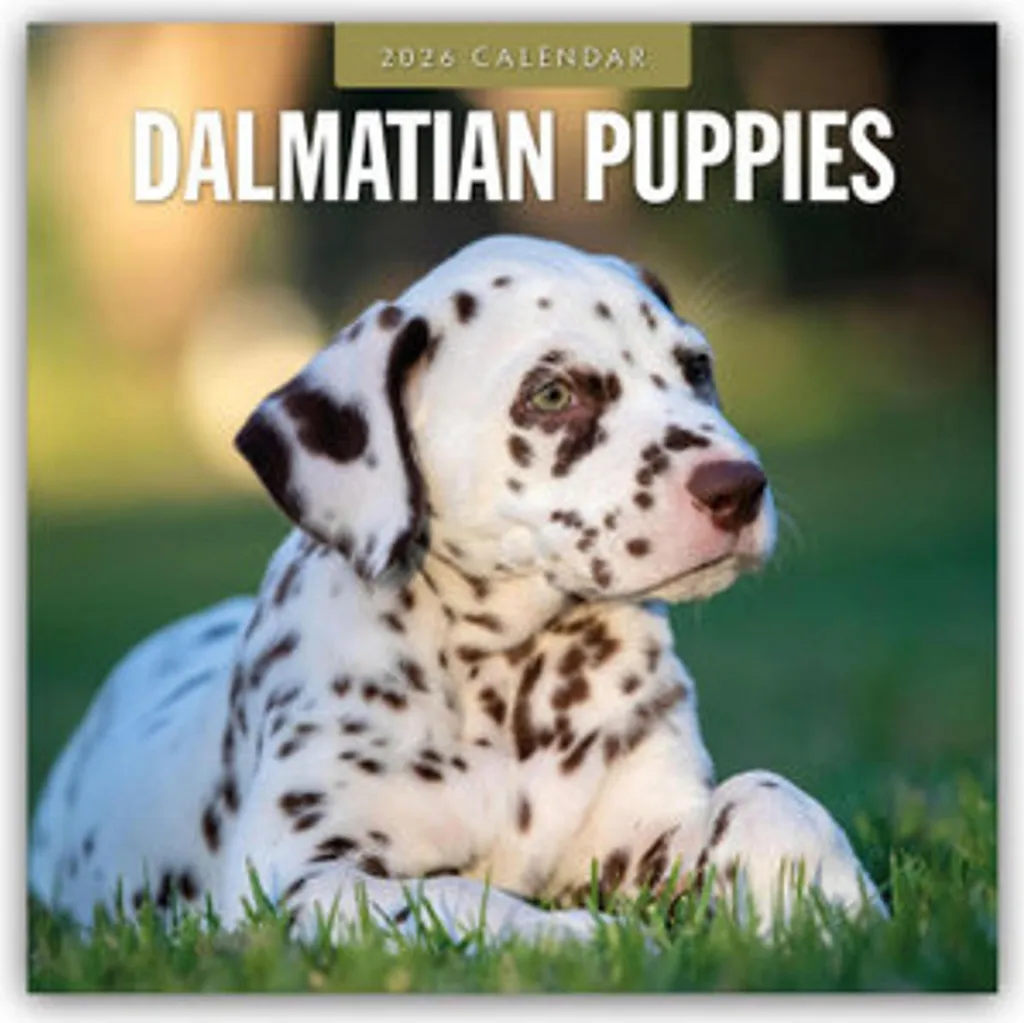 Grand Calendrier Chiots Dalmatiens 2026 : 16 Mois et Photos Qualité