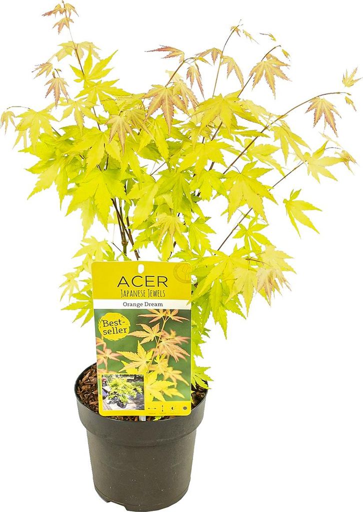 Bloomique - Acer Palmatum Orange Dream - Japanischer Ahorn - Orangefarbenes Laub - Gartenpflanzen - Winterhart - 40-50 cm Hoch - Topf 15 cm