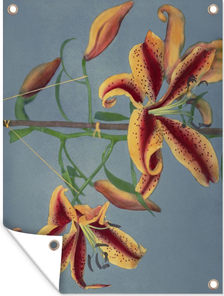 MuchoWow 30x40 cm Outdoor-Poster Gartendeko Sichtschutz Garten Poster für den Garten Lilie - Gemälde von Ogawa Kazumasa