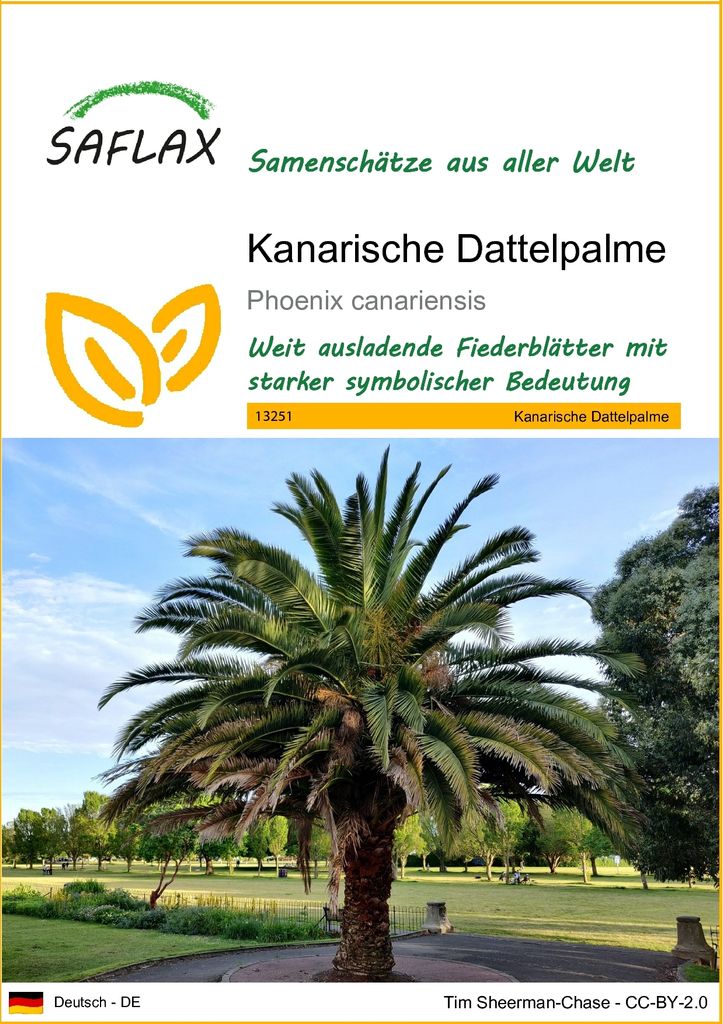 SAFLAX - Kanarische Dattelpalme - Phoenix canariensis - 10 Samen