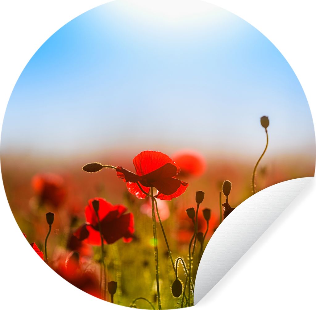 MuchoWow Runde Wandtattoo - Wandsticker Tapete Aufkleber Mohnblumen unter einem klaren blauen Himmel. Ø 100 cm Selbstklebend und Repositionierba...