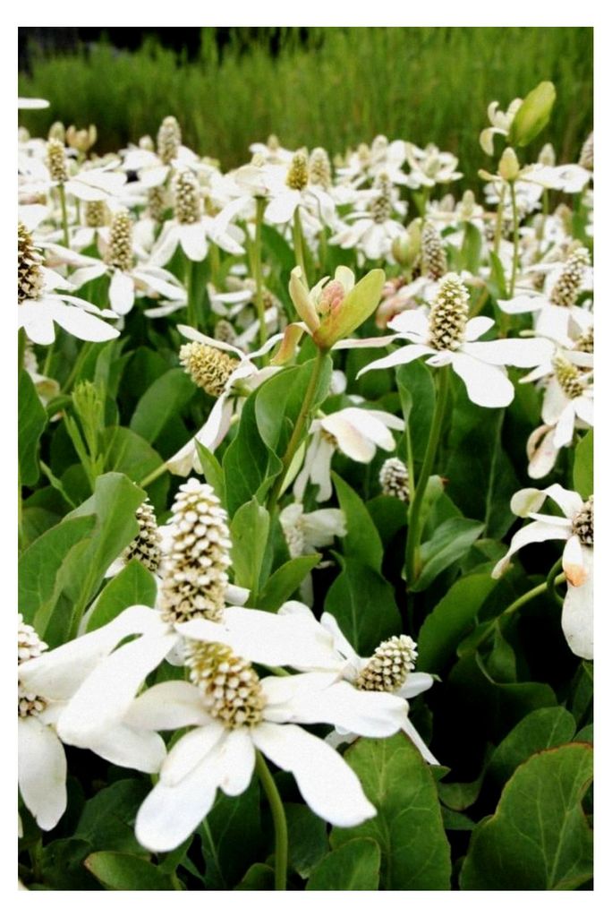 4er-Set im Pflanzkorb - Anemopsis californica - Molchschwanz - Yerba Mansa weiß