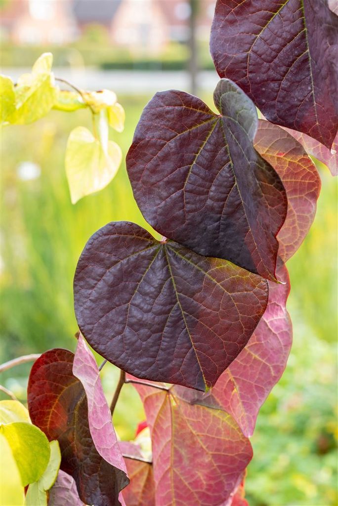 Cercis canadensis 'Red Force', Judasbaum, rot, 80–100 cm