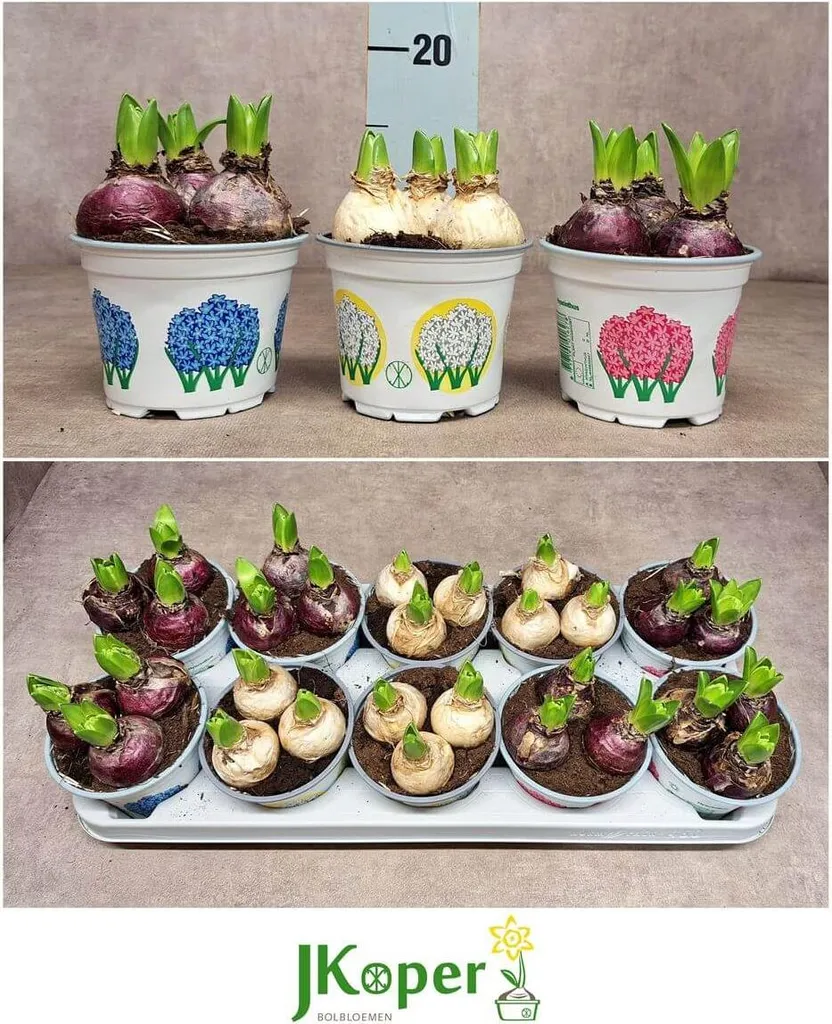 Mélange de Jacinthes Parfumées - 30 Bulbes Vigoureux en 10 Pots de 12 cm