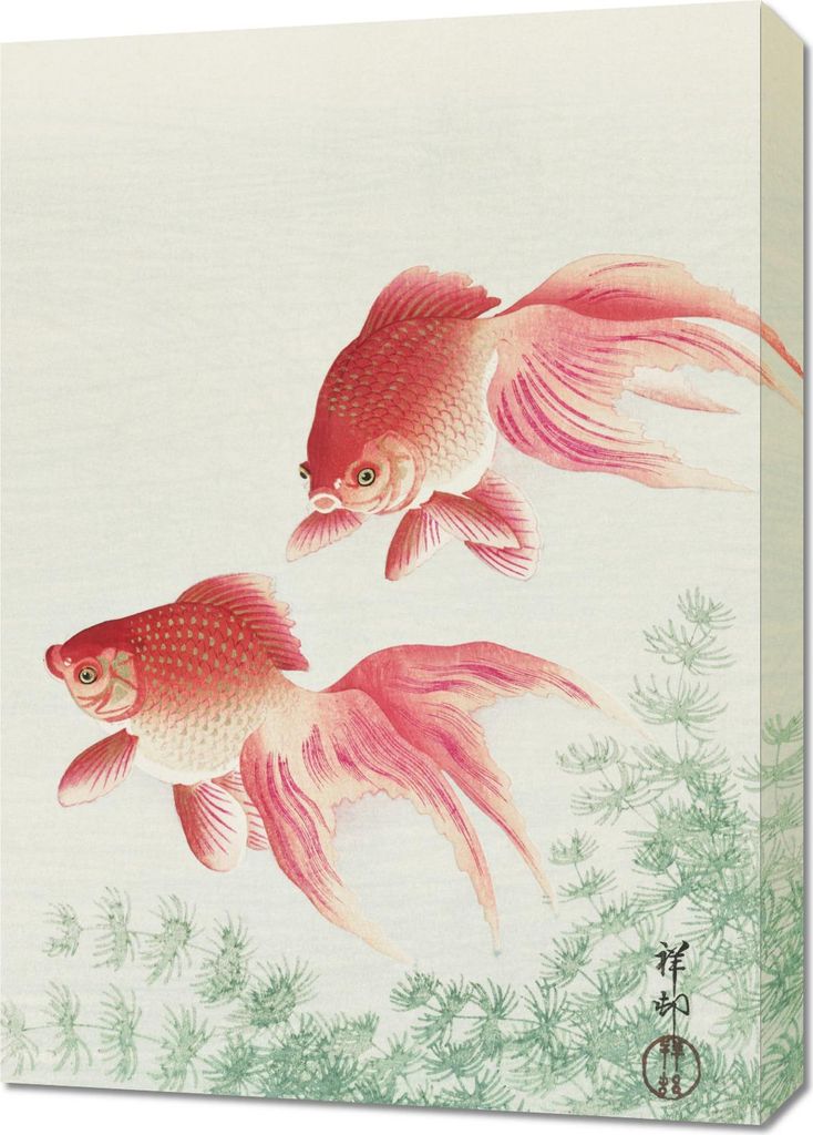 Bild 50x70cm Two Veil Goldfish, Japanischer Vintage-Koson für das Wohnzimmer