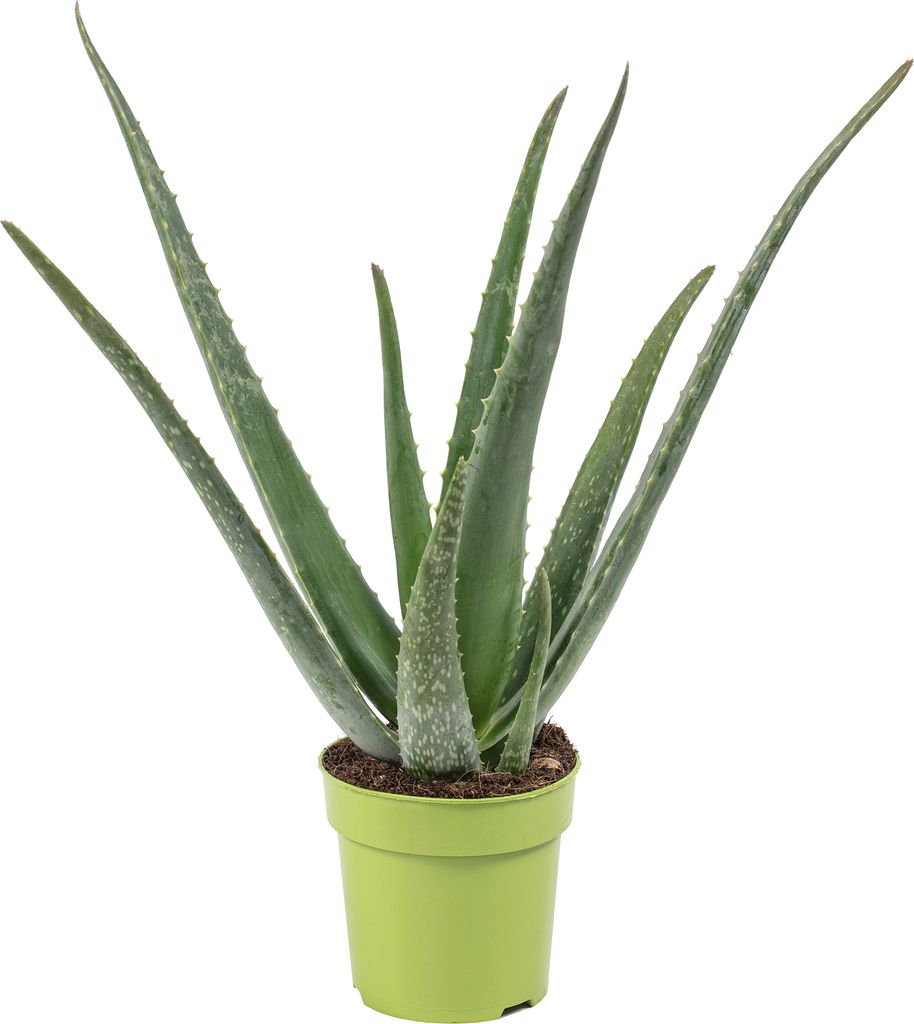 A potted aloe vera plant against a white background.
