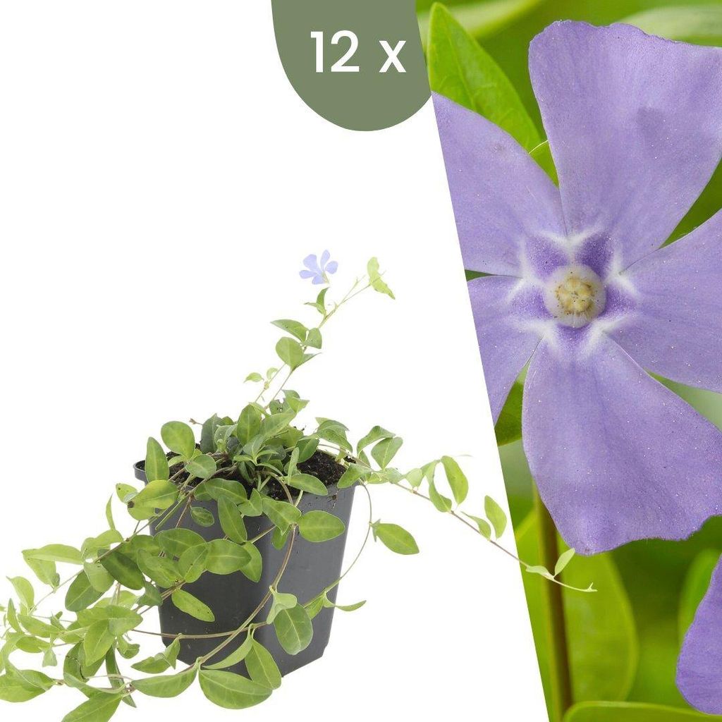 Plants by Frank | 12 Plantes de pervenche | Vinca minor | Image du produit 