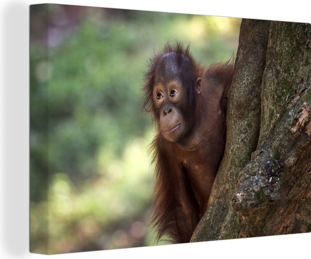 OneMillionCanvasses - Leinwandbilder - 150x100 cm, Baby - Orang-Utan - Baum, Wandbilder Kunstdruck Wanddekoration