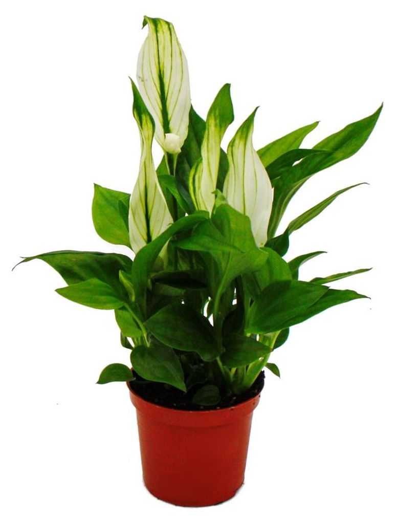 Mini-Spathiphyllum - Mini-Einblatt - 7cm Topf - Produktbild 
