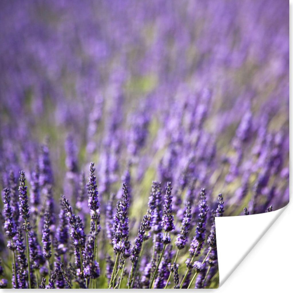 MuchoWow Poster Nahaufnahme eines Feldes mit lila Lavendel 30x30 cm - Wandposter - Printing
