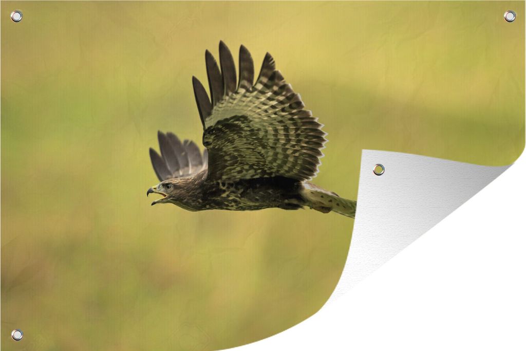 MuchoWow 60x40 cm Outdoor-Poster Gartendeko Sichtschutz Garten Poster für den Garten Ein Foto von einem tief fliegenden Bussard
