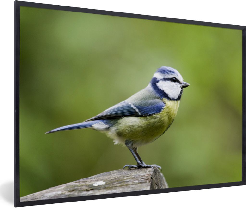 MuchoWow Gerahmtes Poster Blaumeise starrt von einem Baumstamm 60x40 cm - Poster mit Schwarzem Bilderrahmen Wandposter Rahmen Foto Bilder - Print...