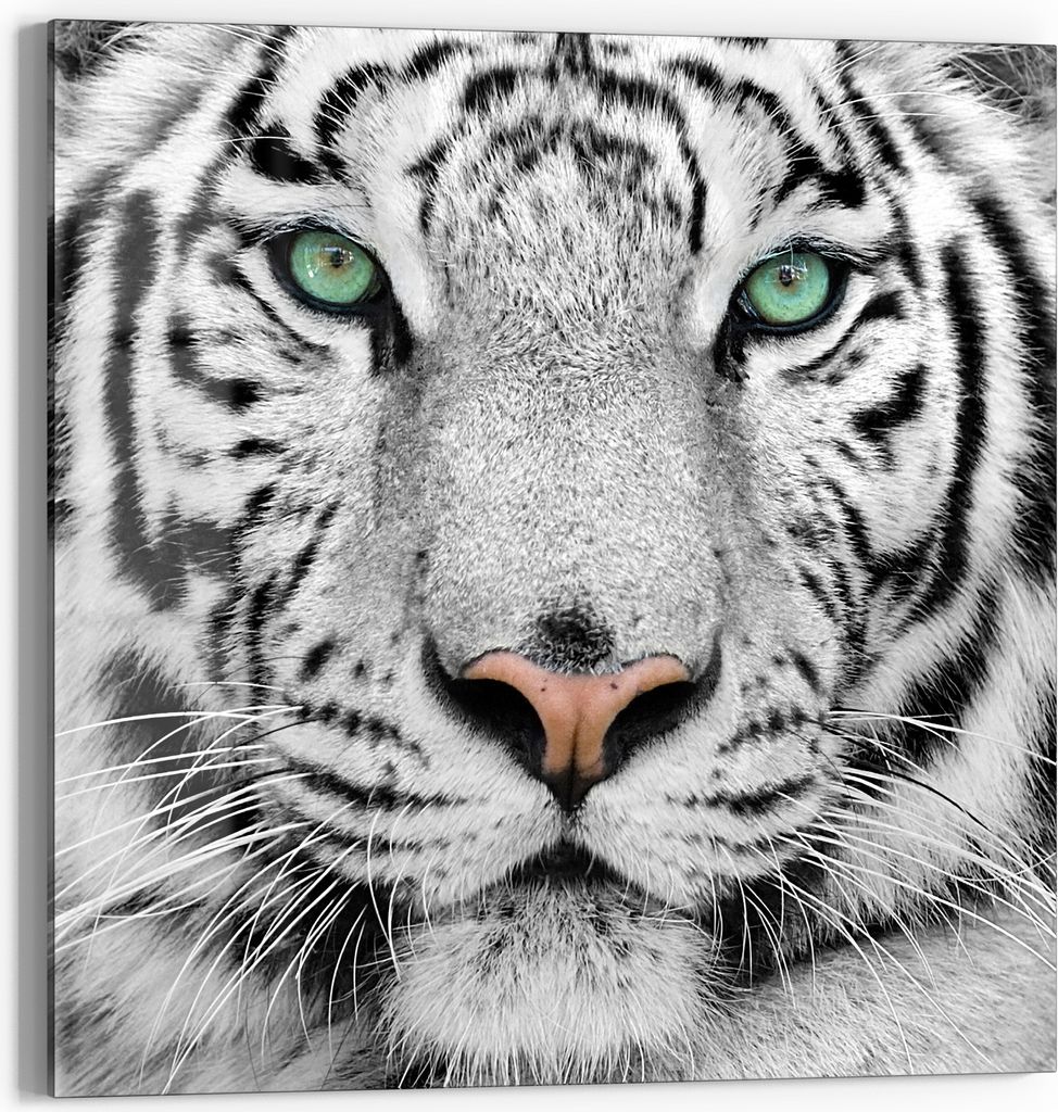 DEQORI Glasbild Acryl 50x50 cm 'Blick des Tigers' Wandbild Bild modern Deko