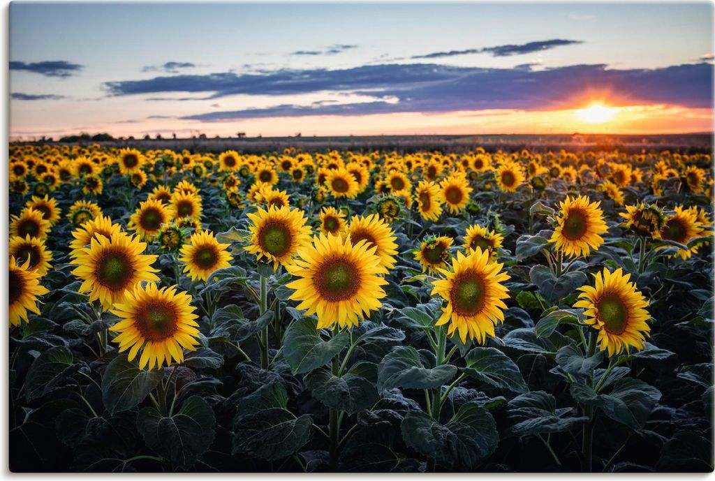 ARTland Leinwandbild Sonnenblumenfeld, Sonne im Hintergrund Größe: 30x20 cm