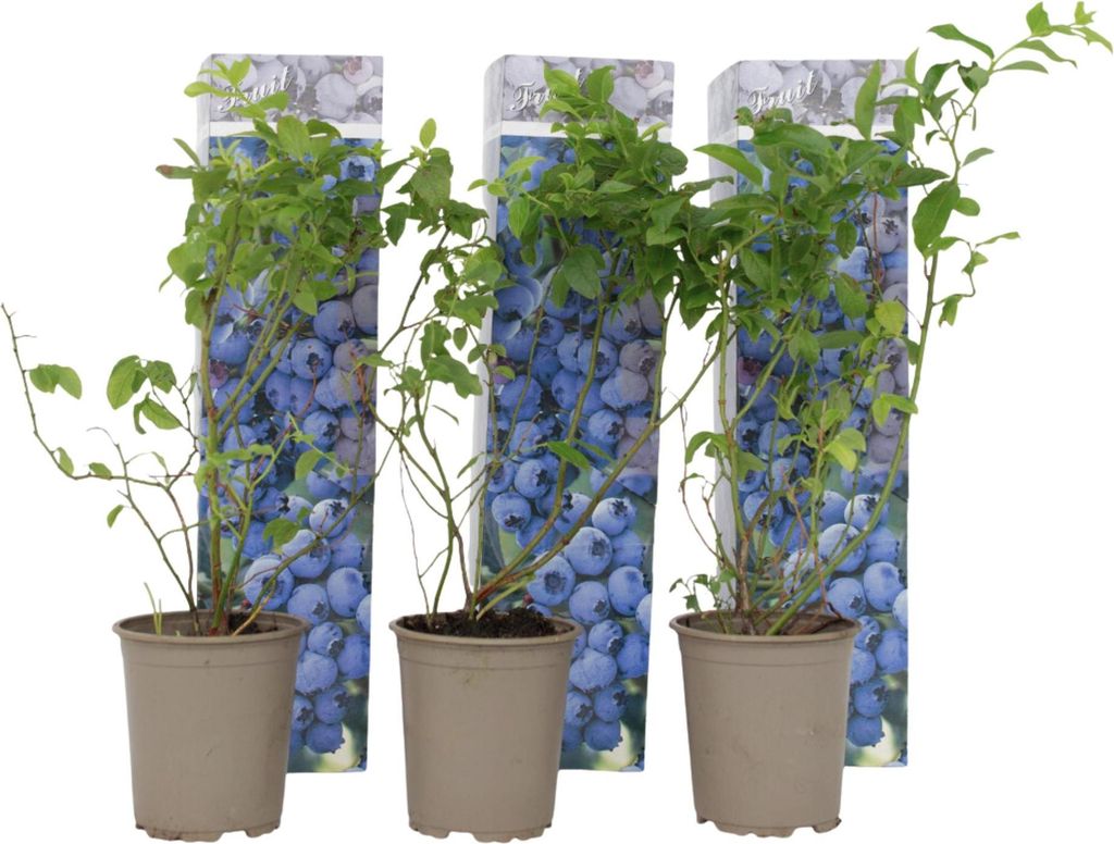 Three potted blueberry plants with decorative packaging behind them.