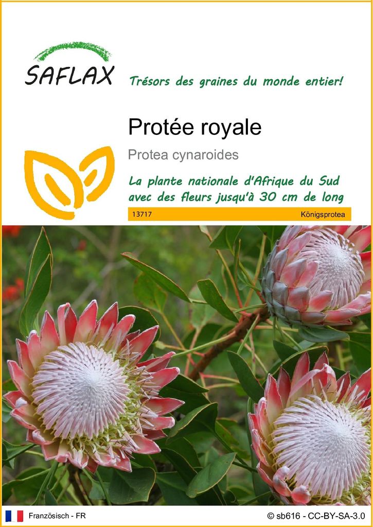 SAFLAX  - Protée royale - 5 graines - Protea Image du produit 