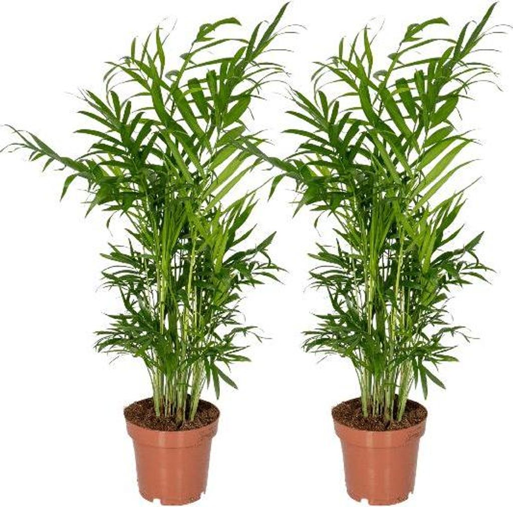 Bergpalme Chamaedorea Elegans Ø12cm 40cm 2 Pflanzen Zimmerpflanze pflegeleicht