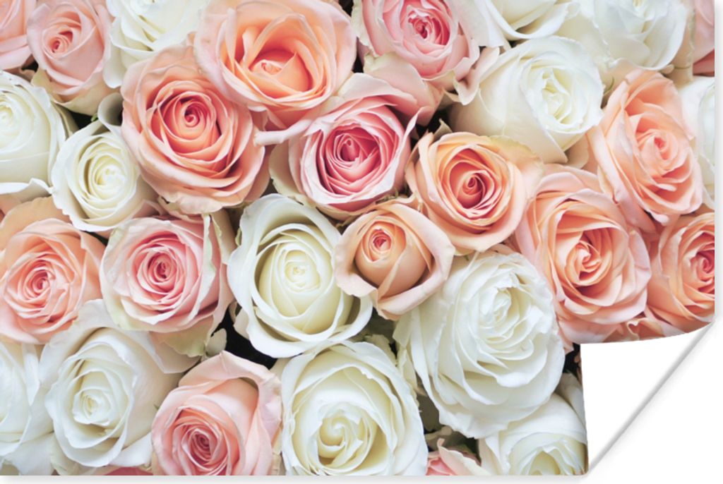 MuchoWow Poster Rosen - Blumen - Weiß - Rosa 30x20 cm - Plakate - Print