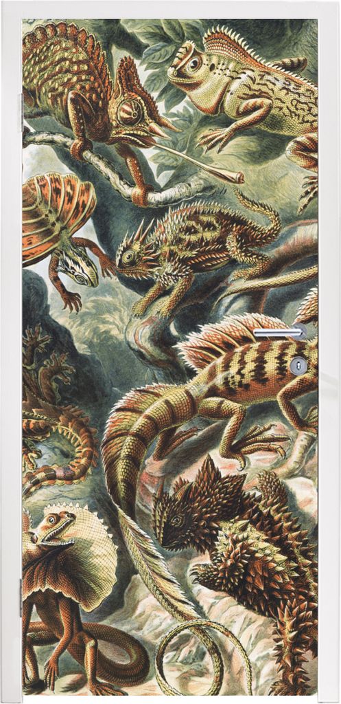 MuchoWow Türtapete Selbstklebende Türfolie Jahrgang - Kunst - Ernst Haeckel - Salamander - Tiere 90x215 cm Türposter Türaufkleber Klebefolie ...