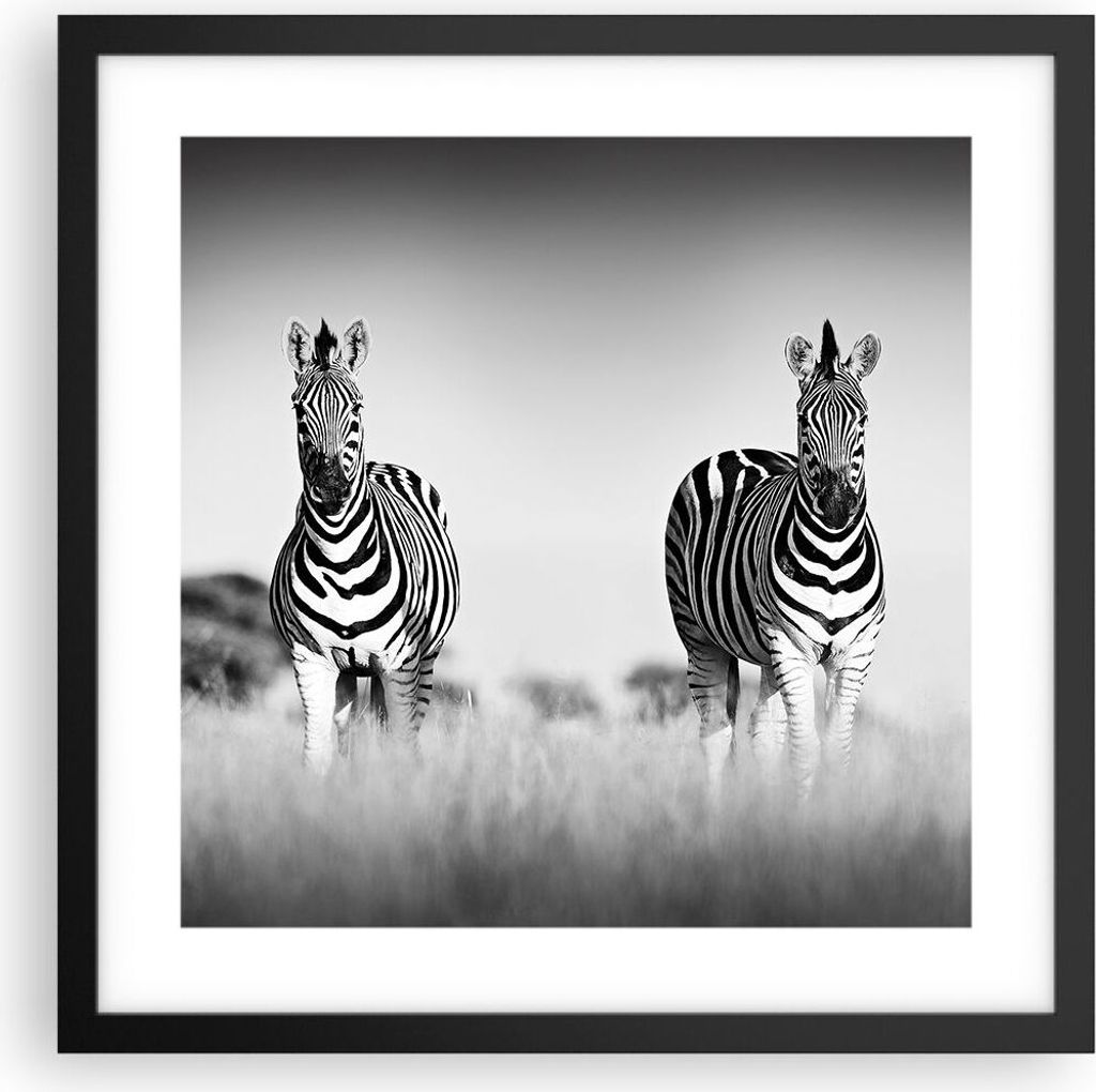 Gerahmtes Poster - Schwarzer Rahmen - Zebras Fotografie Schwarzweiß - 40x40 cm - Wand Bild - Wanddeko - Wandbilder - Kunstposter - Wandposter - Bi...
