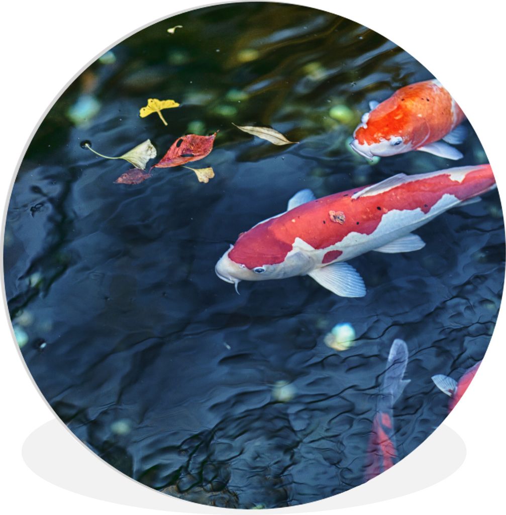 MuchoWow Rundes Wandbild - Runde Bilder Vier Koi-Karpfen in einem Teich Ø 30 cm Kreis Wanddekoration Kunststoff - Wandkreis - Wandschmuck - Schl...