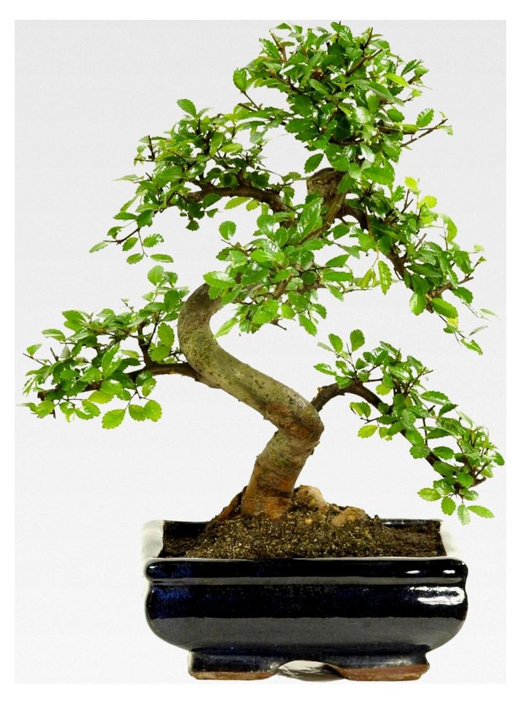 Bonsai mit Keramiktopf, ca. 8-9 Jahre alt, 35-40 cm hoch - Pflegeleichter Indoor-Bonsai für Anfänger und Profis, dekorative Zimmerpflanze, ideal ...