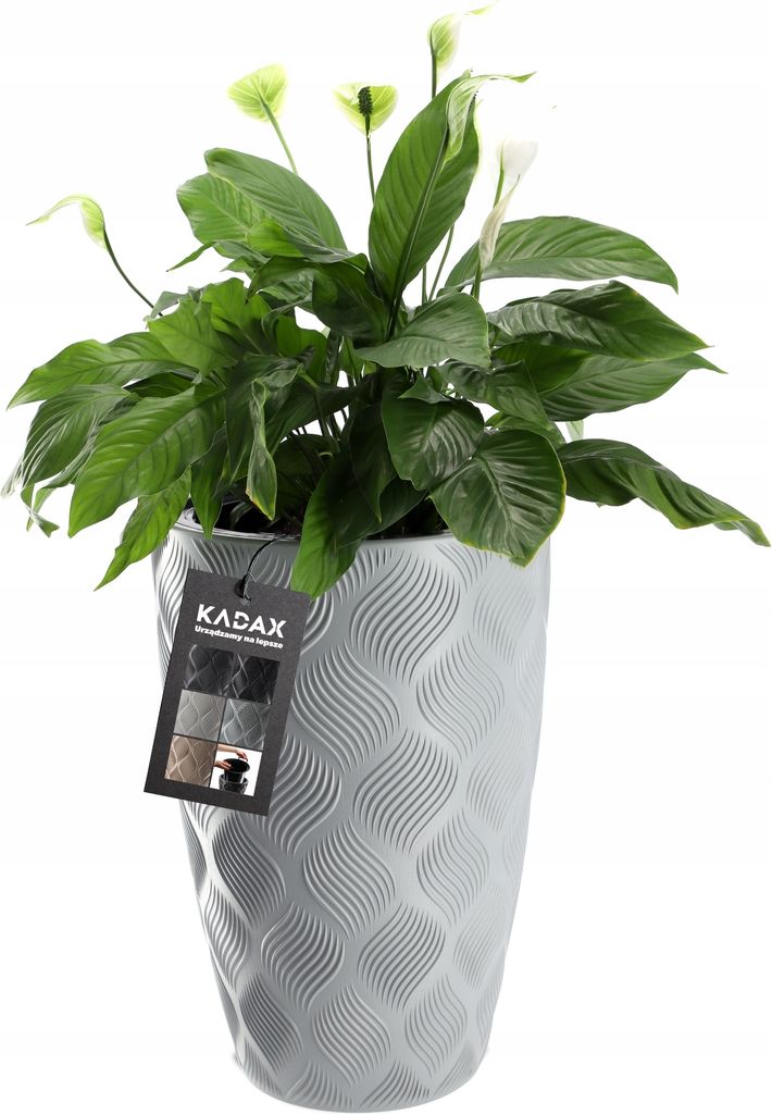 A green plant with white flowers in a textured gray pot.