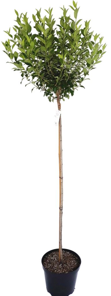 Kugel-Kirsche Stämmchen, Prunus fruticosa Globosa, Produktbild 