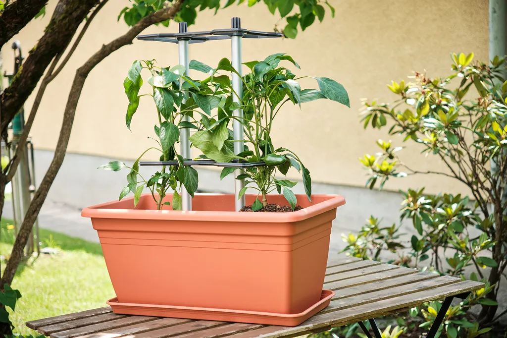 Tuteurs pour Piments CHILI BUDDY - Support de Croissance pour Potager 3pcs - 6