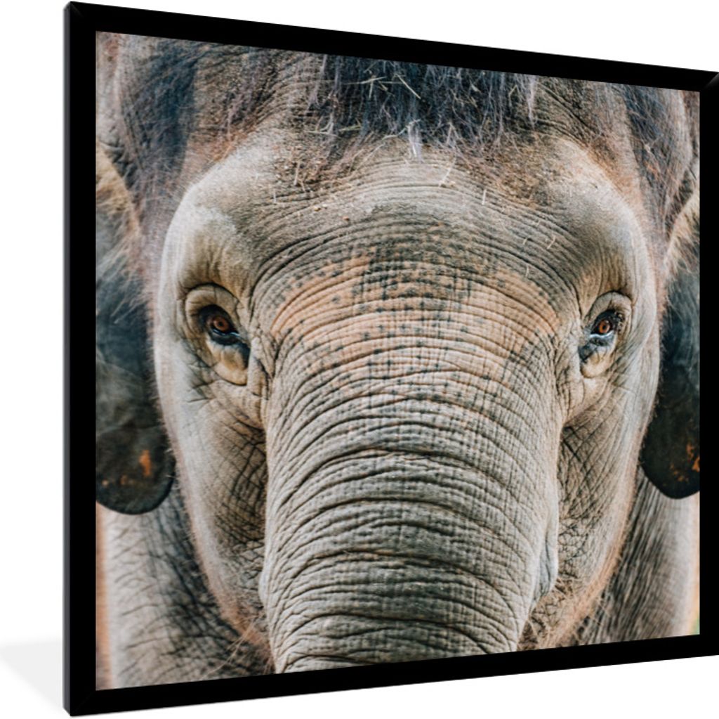 MuchoWow Gerahmtes Poster Porträt eines Elefanten in Nahaufnahme 40x40 cm - Poster mit Schwarzem Bilderrahmen Wandposter Rahmen Foto Bilder - Mi...