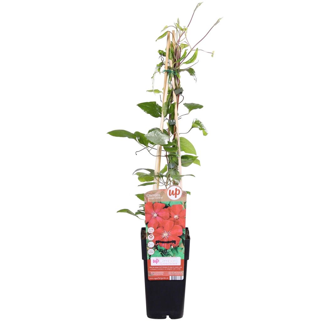 Waldrebe Hagley Hybrid - Clematis Rood - Ø15cm - ↕65cm Produktbild 
