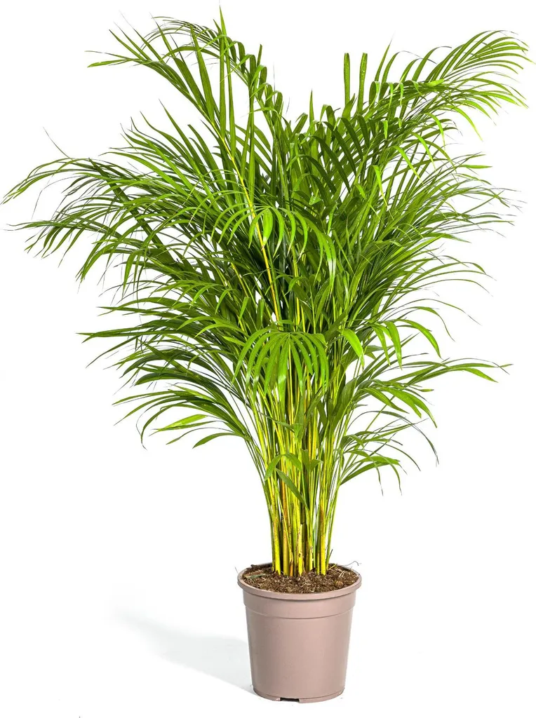 Palmier Areca pour salon et bureau - Décoration tropicale - 130cm haut