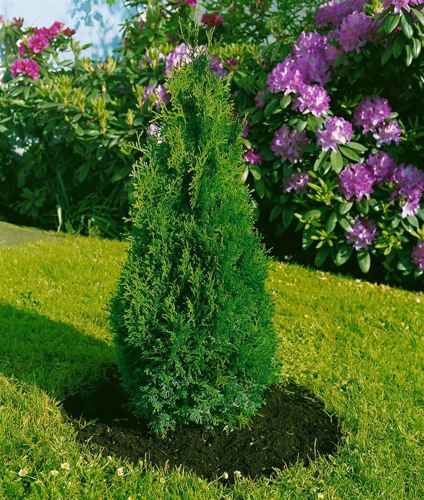 Thuja occidentalis 'Holmstrup', Lebensbaum, 30–40 cm