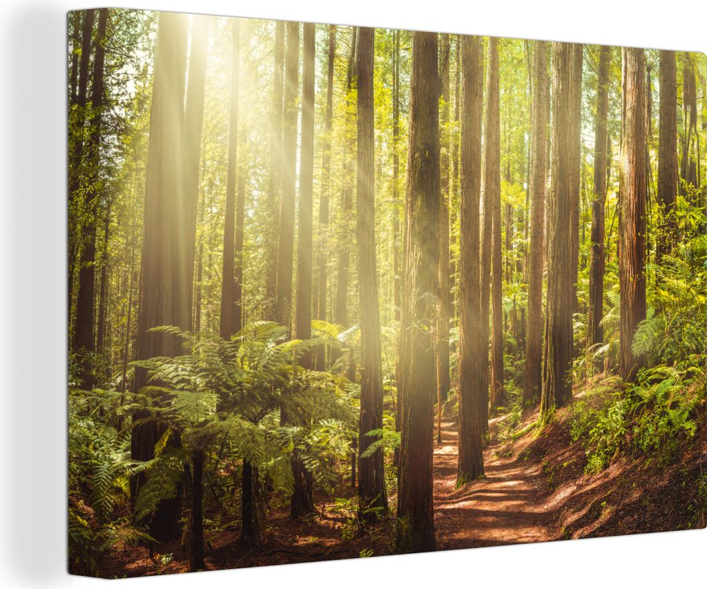 OneMillionCanvasses - Leinwandbilder - 140x90 cm, Dicht beieinander stehende Bäume in einem Wald in Kalifornien, Wandbilder Kunstdruck Wanddekor...
