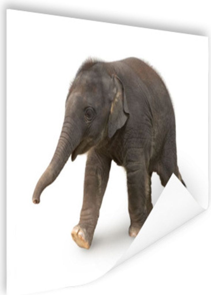 MuchoWow Poster Kleiner Elefant auf weißem Hintergrund 40x30 cm - Plakate für die Wände - Poster Wohnzimmer