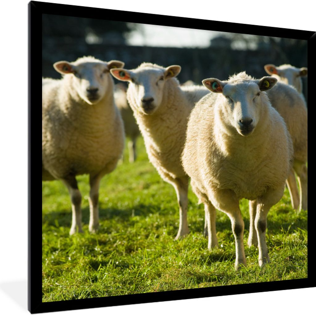 MuchoWow Gerahmtes Poster Schafe - Tiere - Wolle 40x40 cm - Poster mit Schwarzem Bilderrahmen Wandposter Rahmen Foto Bilder - Mit Rahmen - Wandde...