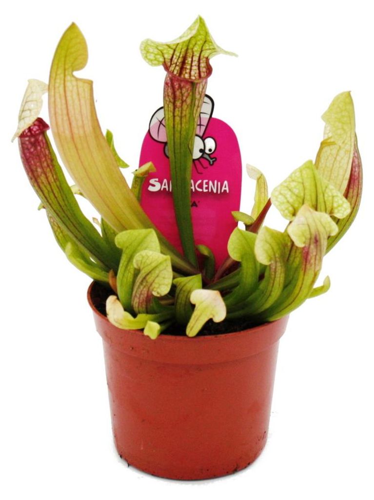 Trubkovitá rostlina - Sarracenia "Eva" - Masožravá rostlina Obrázek produktu 