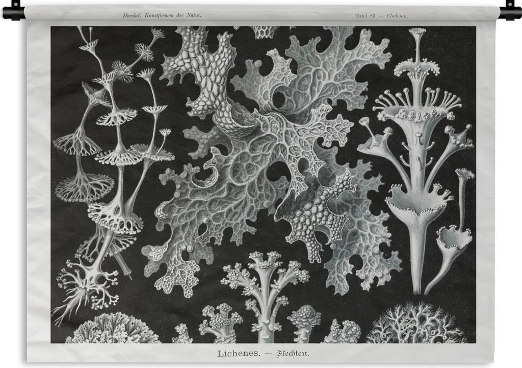 MuchoWow Wandteppich Wandbehang Moos - Botanisch - Vintage - Schwarz und weiß - Pilz Illustration 60x45 cm Tapisserie Dekoration Wandtuch - Das ...