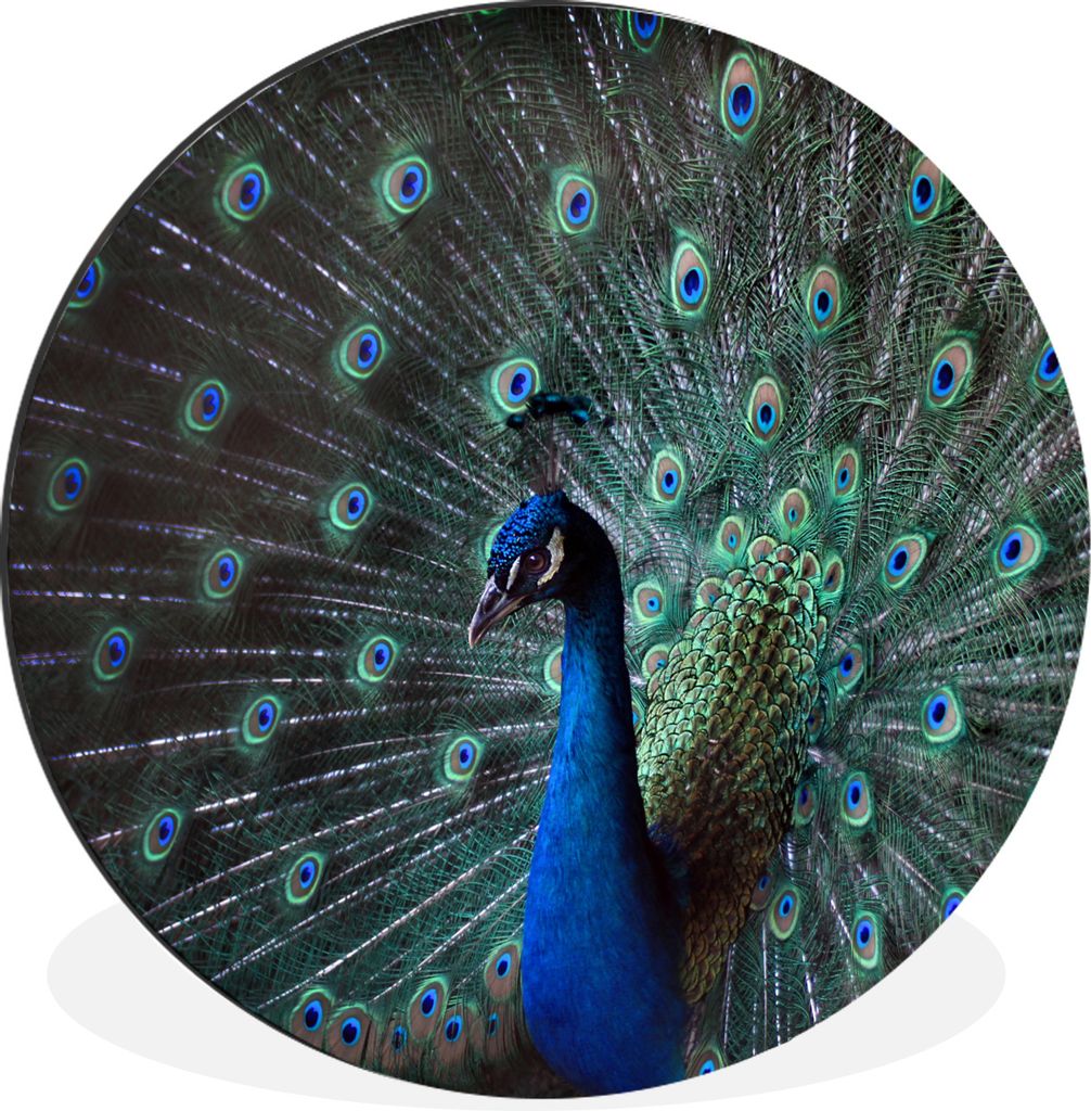 MuchoWow Aluminium Wandkreis Pfau - Federn - Farben Ø 30 cm Wanddeko Modern Wohnzimmer - Wand Bild - Wohnzimmer - Runde Bilder - Alubilder - Kun...