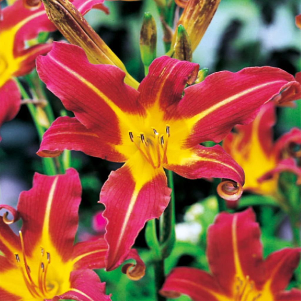 Hemerocallis Liliowiec Ogrodowy Red Magic 1 szt Liliowce Zdjęcie produktu 